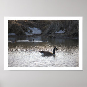 Poster de l'Oie dans l'eau