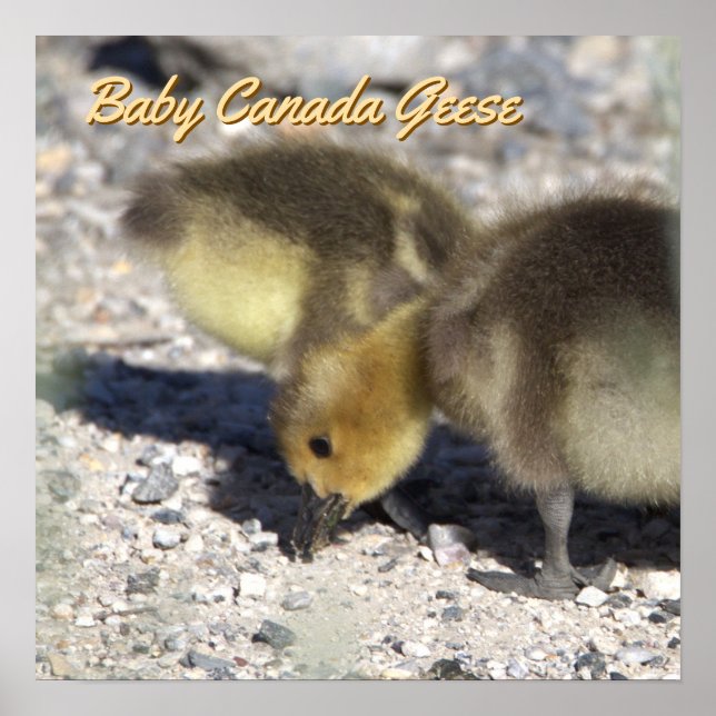Poster de l'Oie du Canada pour bébés (Devant)