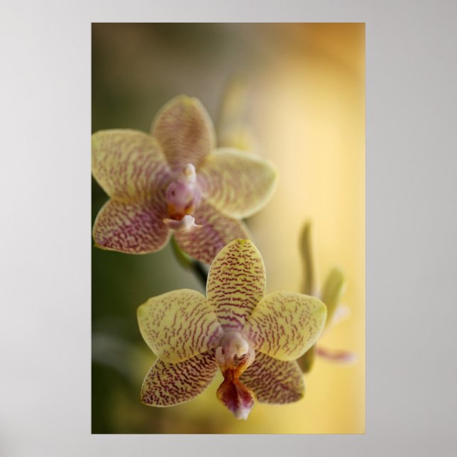 Poster de l'orchidée (Devant)