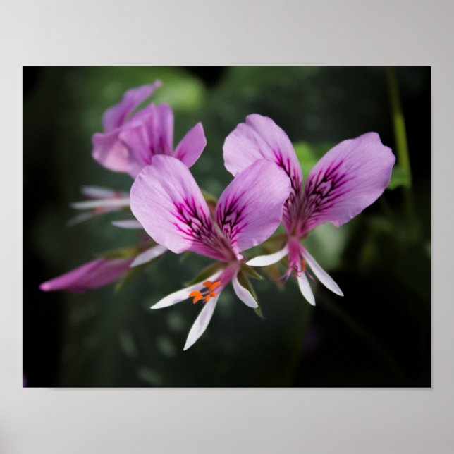 Poster de l'orchidée (Devant)