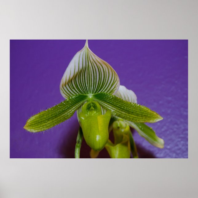 Poster de l'orchidée à chandelle blanche et verte (Devant)