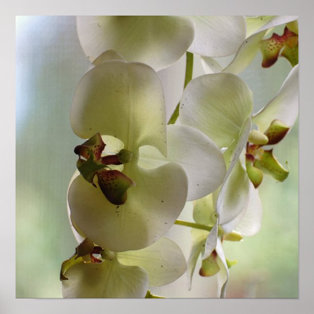 Poster de l'orchidée dangereuse (Devant)