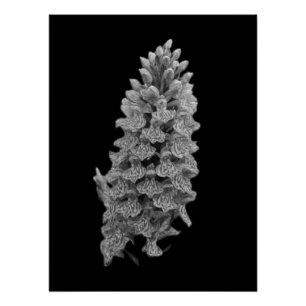 Poster de l'orchidée du Marais du Nord