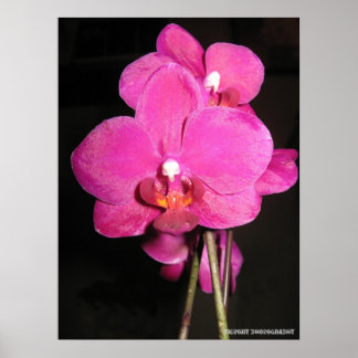 Poster de l'orchidée en fleurs