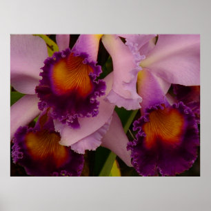 Poster de l'orchidée hybride Cattleya
