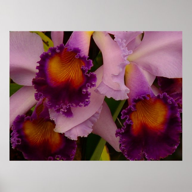 Poster de l'orchidée hybride Cattleya (Devant)