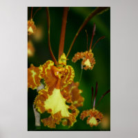 Poster de l'orchidée papillon -24x36 -autres taill