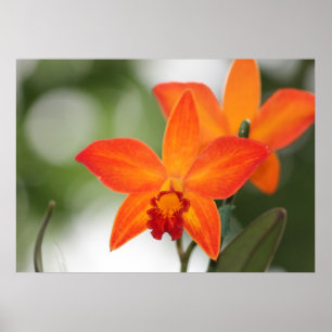 Poster de l'orchidée tropicale