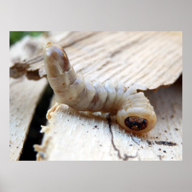 Poster de l'ordre à tête ronde (Devant)