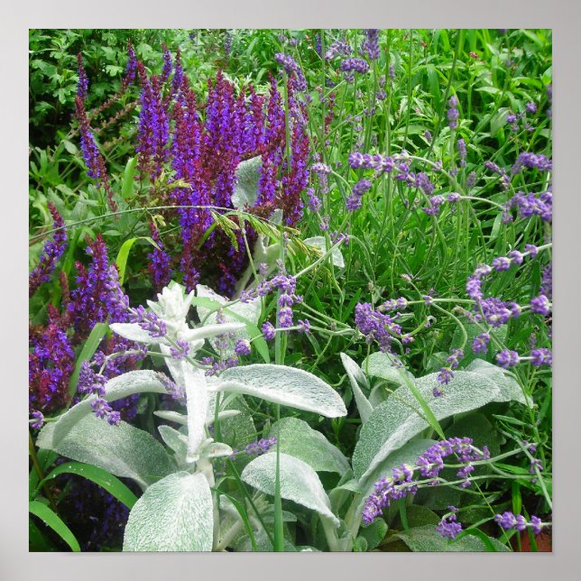 Poster de l'oreille des agneaux de salvia et du La (Devant)
