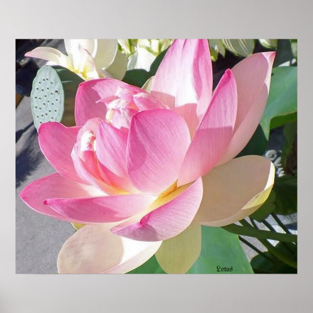 Poster de Lotus Flower (Devant)