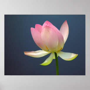 Poster de Lotus Flower