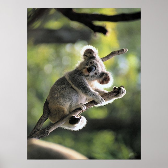 Poster de l'ours Koala (Devant)
