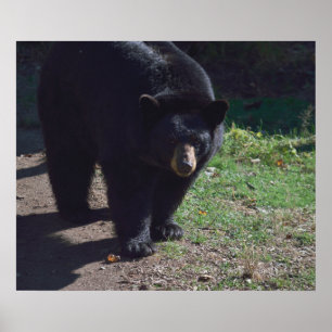 Poster de l'ours noir