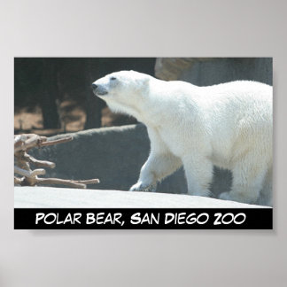 Poster de l'ours polaire