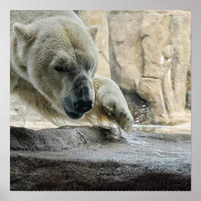 Poster de l'ours polaire (Devant)