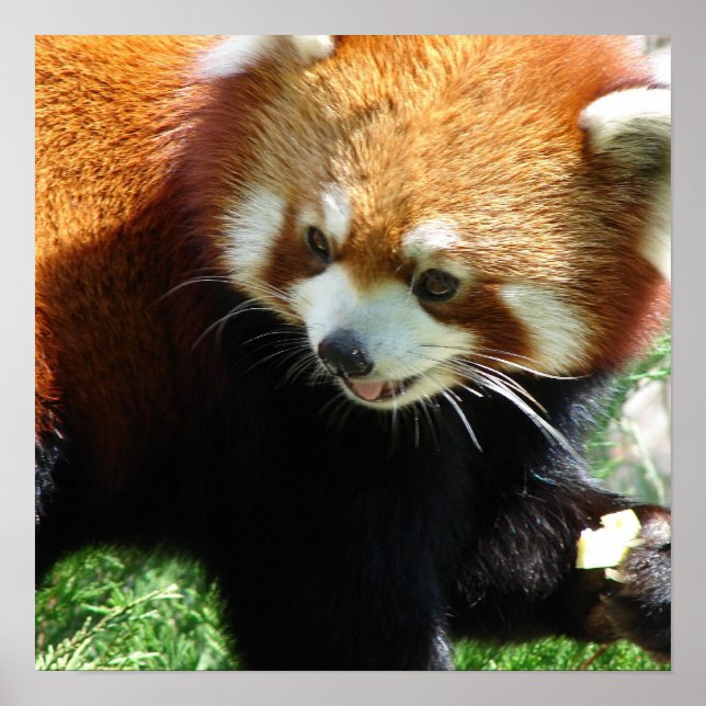 Poster de l'ours rouge Panda (Devant)