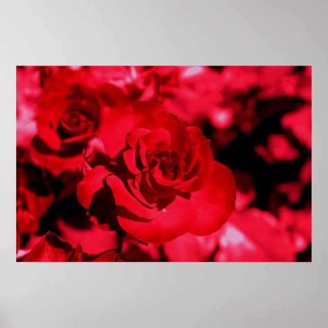 Poster de lunettes de couleur rose (Devant)