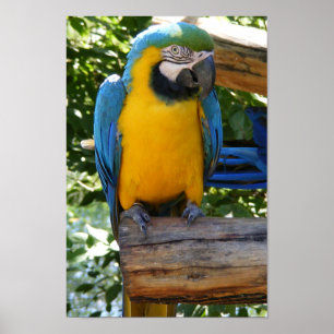 Poster de Macaw bleu et or personnalisable