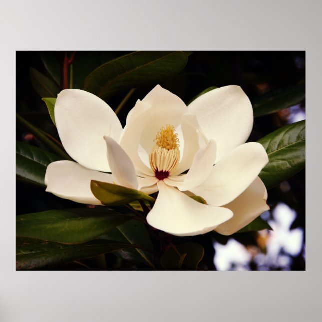 Poster de Magnolia Blanche (Devant)