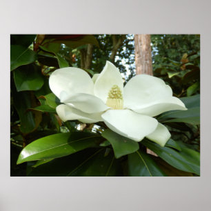 Poster de Magnolia Grandiflora