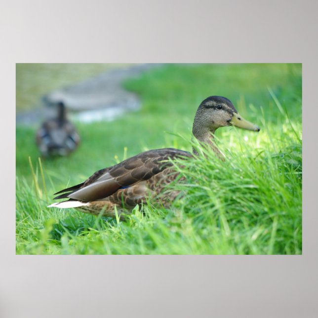 Poster de Mallard (Devant)