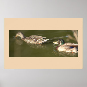 Poster de Mallard Ducks