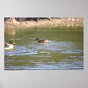 Poster de Mallard Ducks