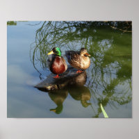 Poster de Mallard Ducks #2