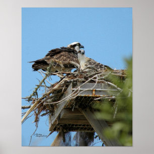 Poster de maman et bébé Osprey