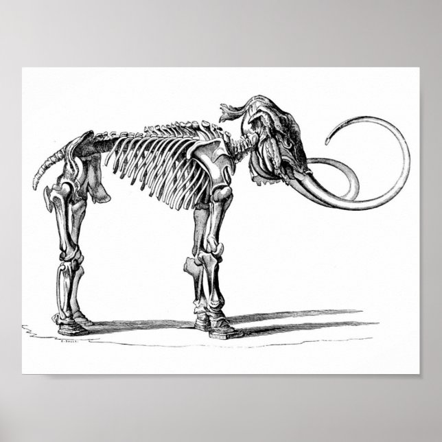 Poster de mammouth laineux (Devant)