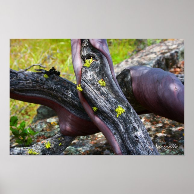 Poster de Manzanita (Devant)