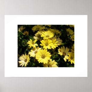 Poster de marguerites jaunes