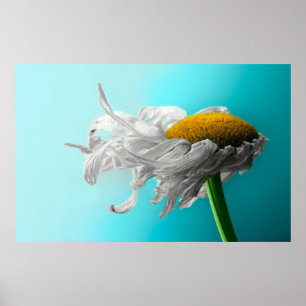 Poster De marguerites mensonge mort rarement