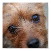 Poster de marionnettes