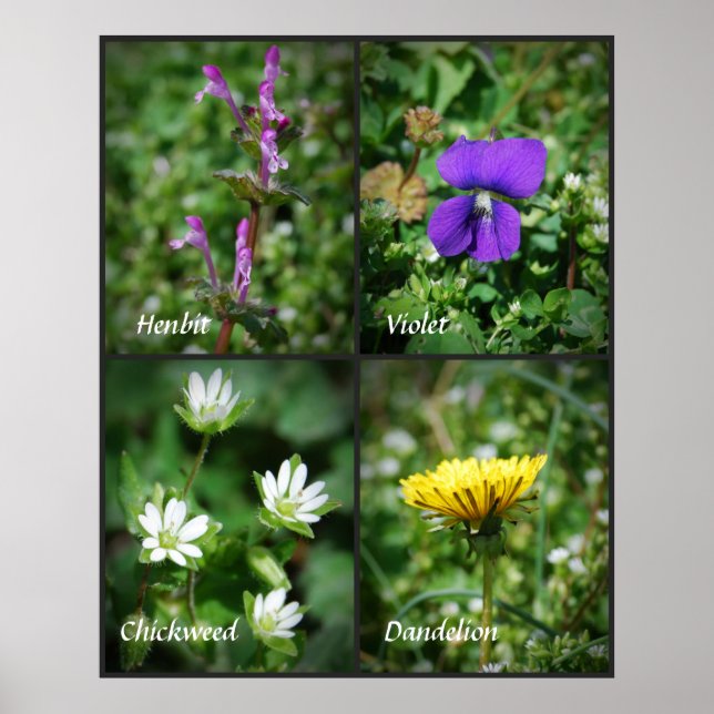 Poster de mauvaises herbes assez comestibles (Devant)