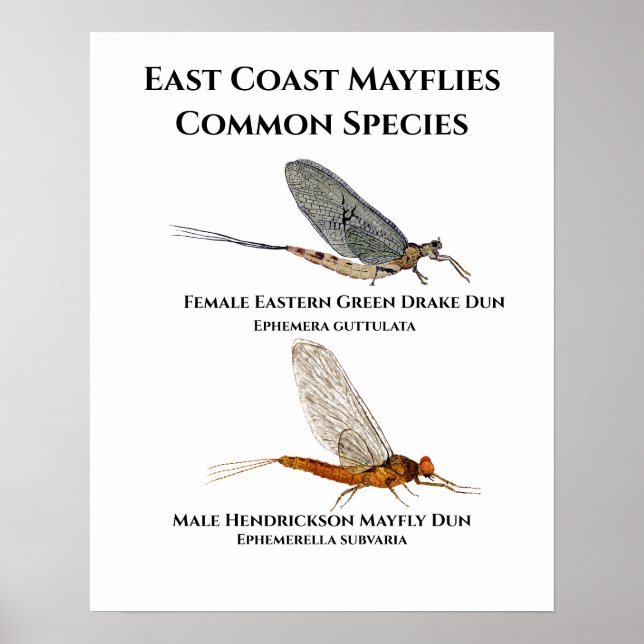 Poster de Mayfly (Devant)