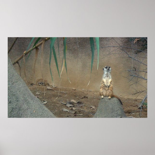 Poster de Meerkat (Devant)