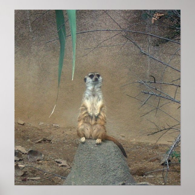 Poster de Meerkat (Devant)