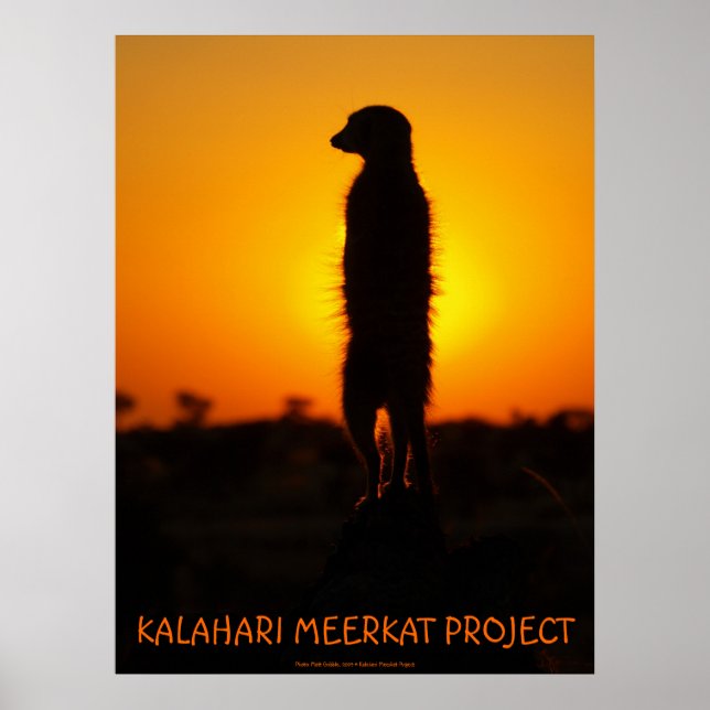 Poster de Meerkat doré (Devant)