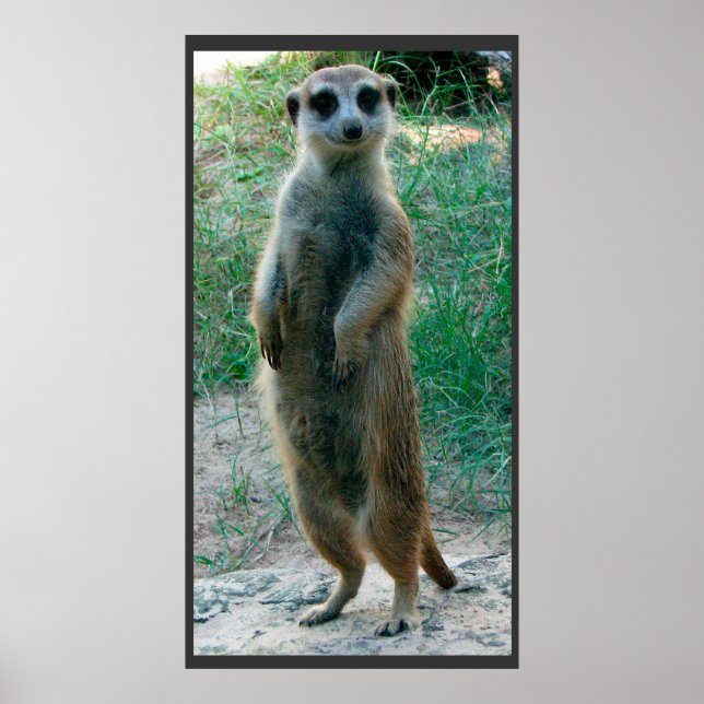 Poster de Meerkat Tall (Devant)