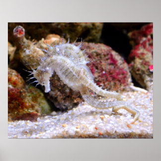 Poster de mer chevaux