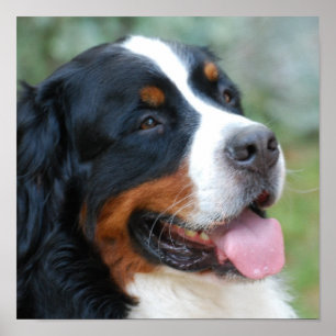 Poster de mignonne Bernese