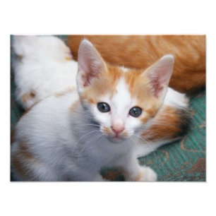 Poster de mignonne orange et de chaton blanc