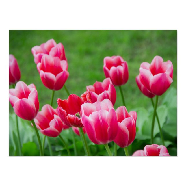 Poster De mignonnes tulipes écarlate dans le jardin (Devant)
