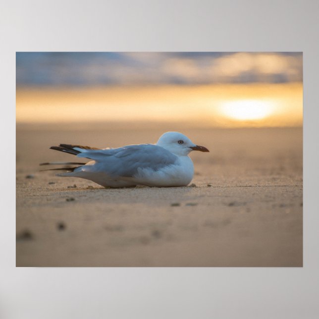 Poster de mouette dormant (Devant)
