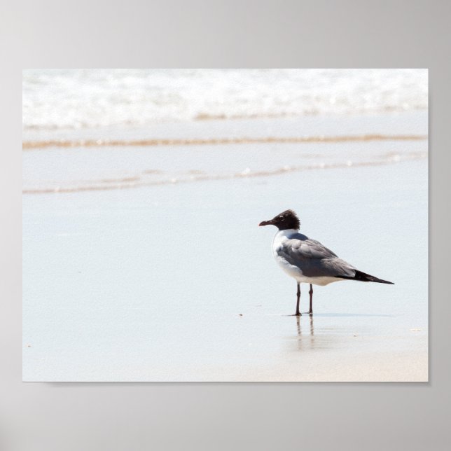 Poster de mouettes sur la plage (Devant)