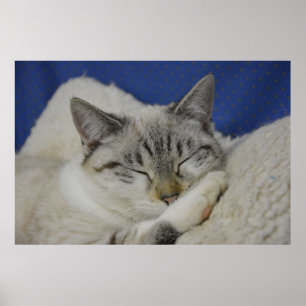 Poster de Nap 7 Cat Semi Gloss