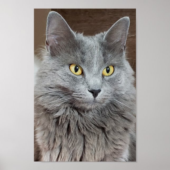Poster de Nebelung Long-Haired Russian Blue Cat (Devant)