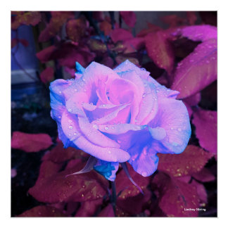 Poster de Neon Rose 20" x 20"